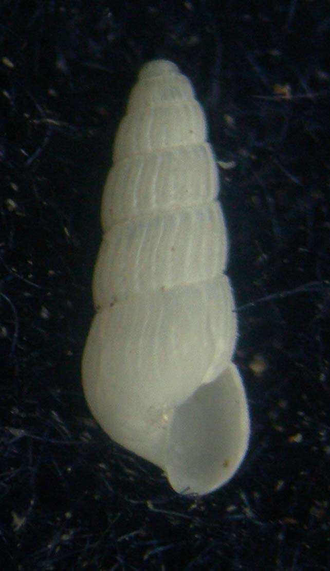 chrysallida interstincta